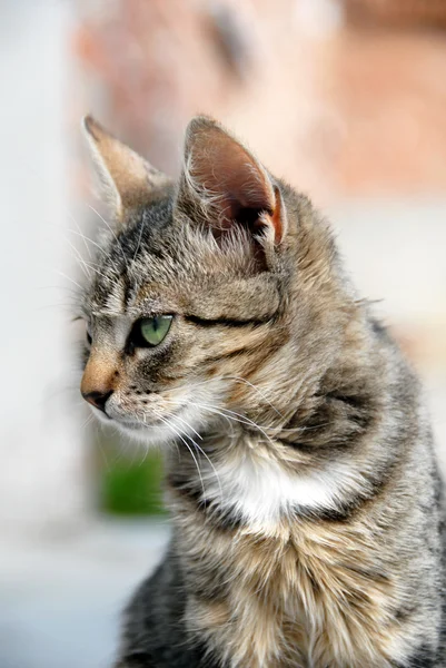 Portrét mladé smíšené chléb kočka — Stock fotografie
