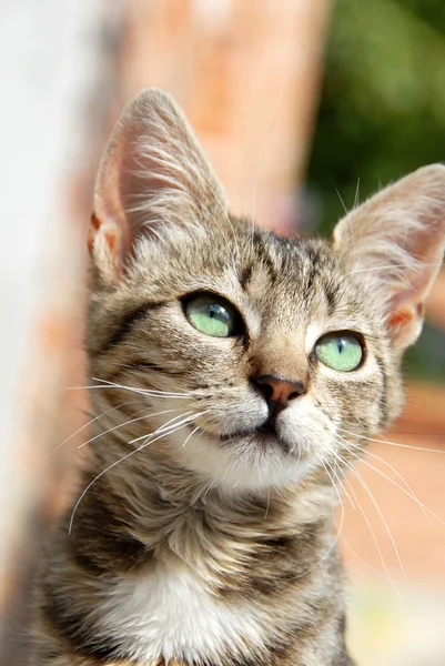 Genç karışık-ekmek kedi portre — Stok fotoğraf