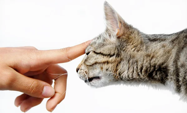 Young mixed-bread cat human hand — Stock Photo, Image