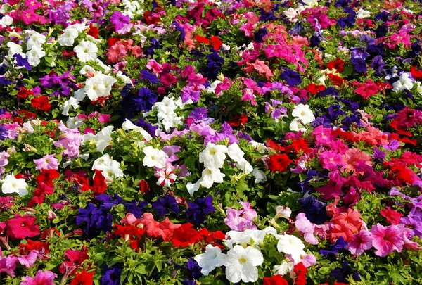 Campo de flores de petúnia — Fotografia de Stock