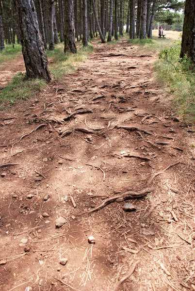 Forest path - root pattern — Stock Photo, Image