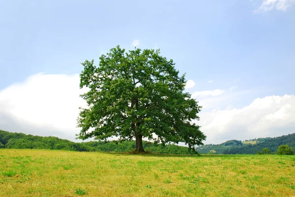 Oak on green hill — Stock Photo, Image