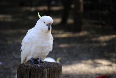 Yellow-crested Cockatoo clipart