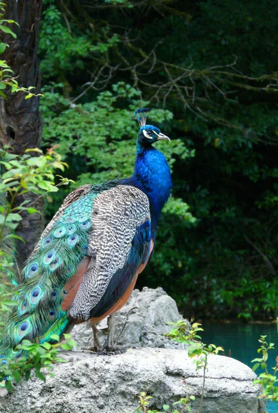 stock image Peacock