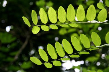 yaprakları akasya