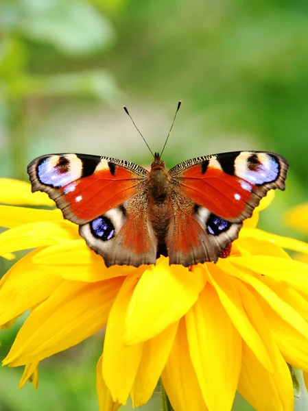 蝴蝶在一朵黄色的花上 图库图片