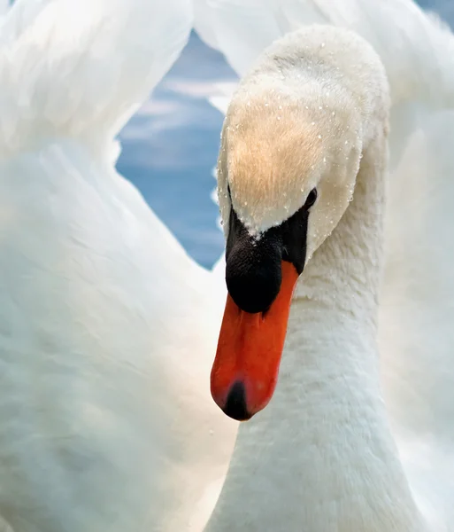 Schwan 1 Royalty Free Stock Images