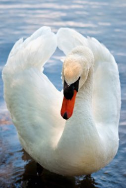 White Swan2 clipart