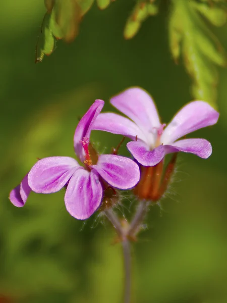 Flower2 — Stockfoto