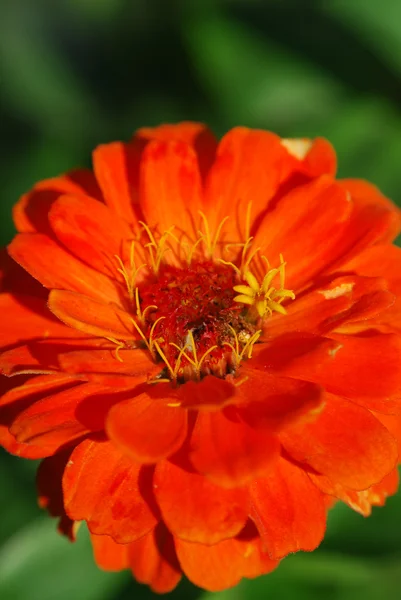 Flower3 — Stock Photo, Image