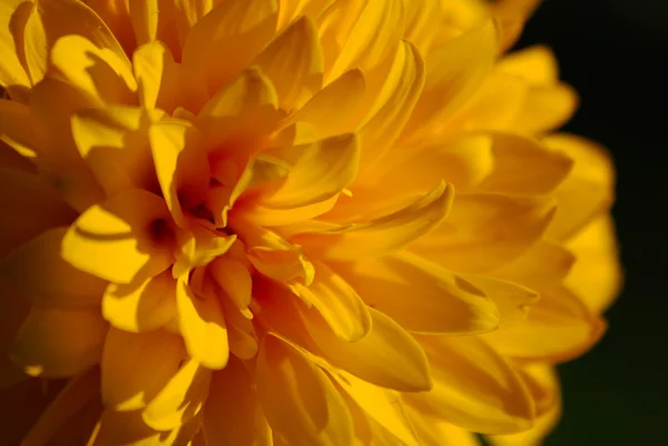 Λουλούδι 6 — Φωτογραφία Αρχείου