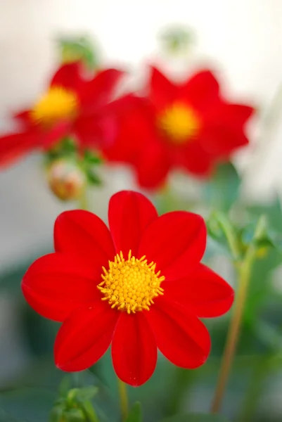 Flower 5 — Stock Photo, Image