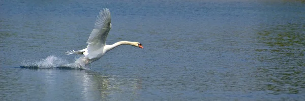 stock image White Swan in the water 7