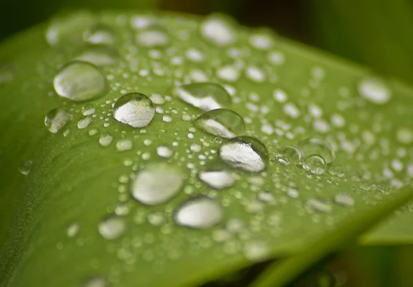 stock image Water drops