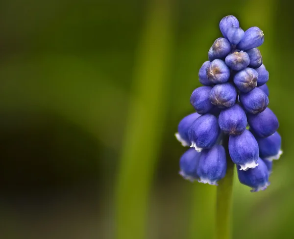 stock image Flower 2