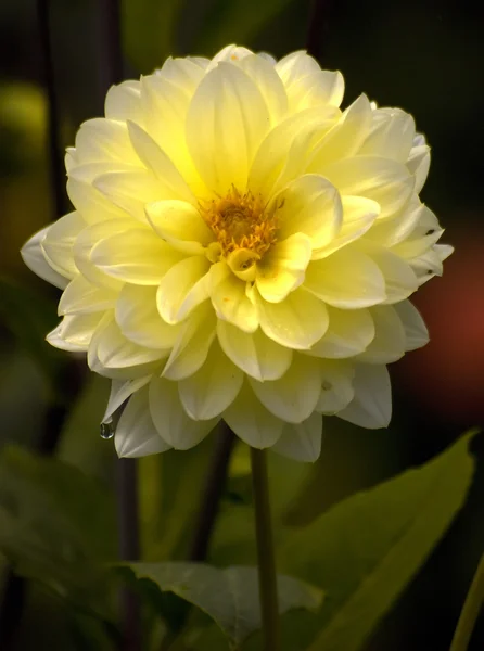 Flower 1 — Stock Photo, Image