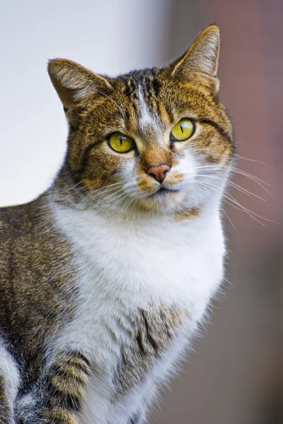 Grønnøyd katt 4 – stockfoto