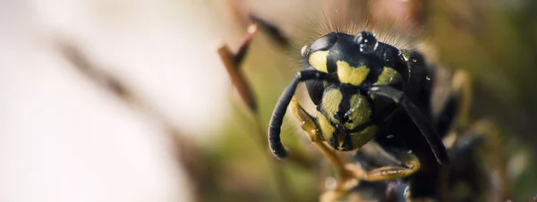 Wasp1 — стоковое фото
