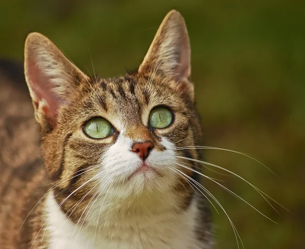 stock image Green-eyed cat 1