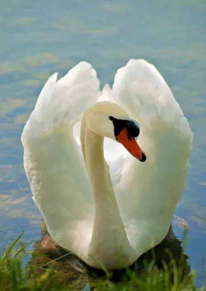 White Swan 4 — Stock Photo, Image