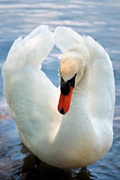 白 swan2 ストックフォト