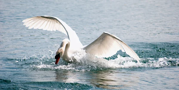 Белый лебедь в воде 6 Лицензионные Стоковые Изображения