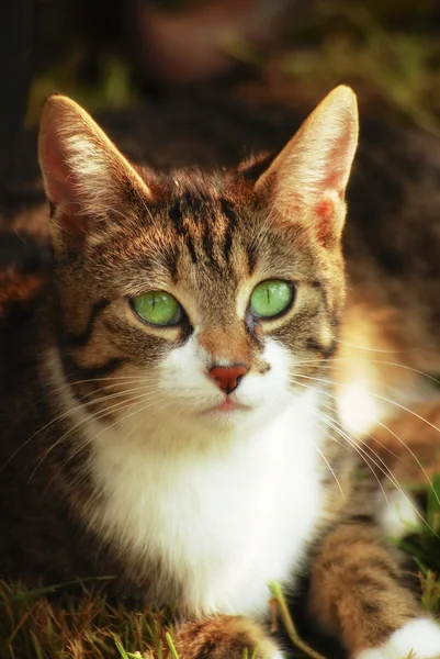 녹색 고양이 2 로열티 프리 스톡 이미지