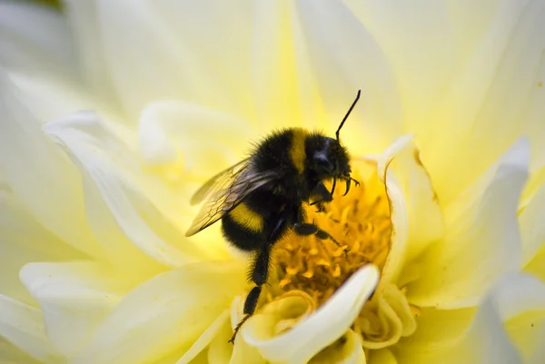 Bumblebee4 — стоковое фото