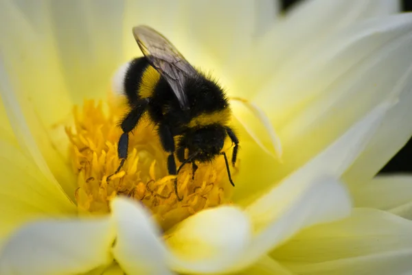 Bumblebee3 — Stockfoto