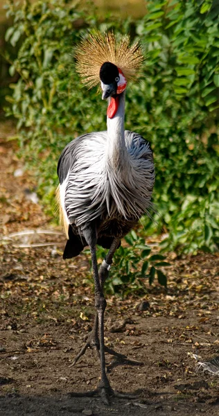 Afrikanska krönade crane1 — Stockfoto