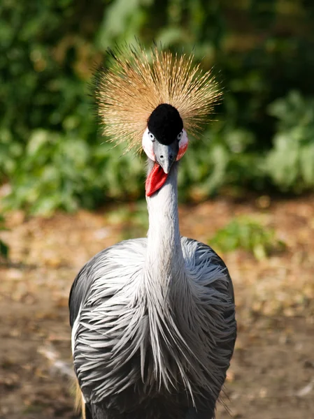 Afrikanska krönade crane2 — Stockfoto