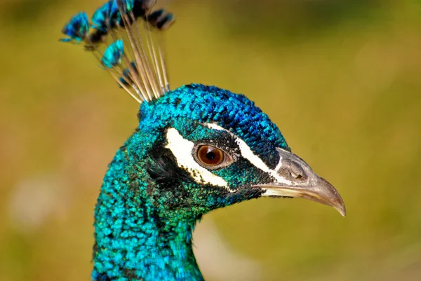 Paradiset fågel peacock3 — Stockfoto