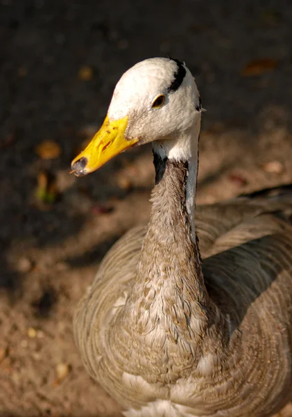 Goose1 — Stok fotoğraf