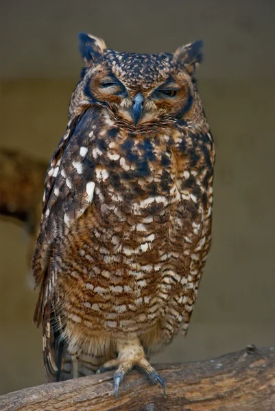 Wise owl1
