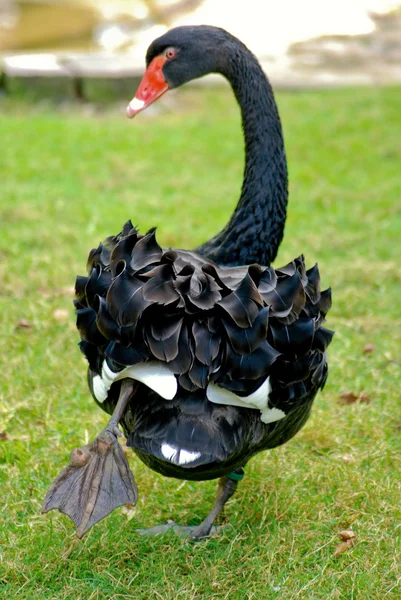 黒 swan1 — ストック写真