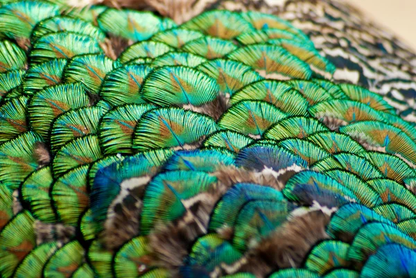 stock image Peacock feathers1