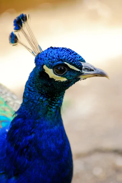 Paradiset fågel peacock2 — Stockfoto
