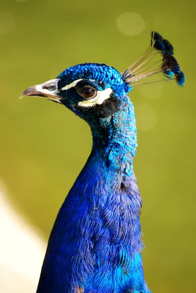 Paradiset fågel peacock1 — Stockfoto