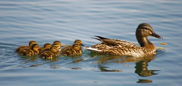Famille des canards sauvages1 Images De Stock Libres De Droits