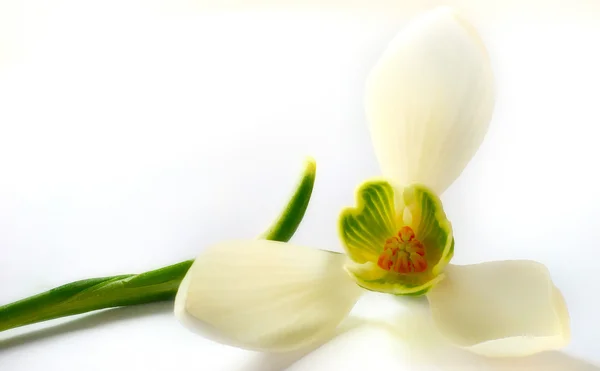 Flower 7 — Stock Photo, Image