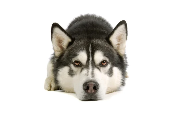 Alasca Malamute cão — Fotografia de Stock