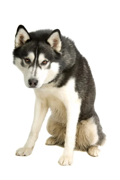 Αλάσκα malamute σκυλί — Φωτογραφία Αρχείου