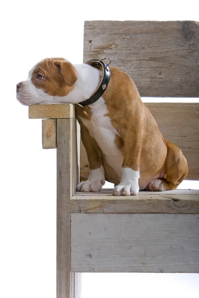 Bulldog renascentist — Fotografie, imagine de stoc