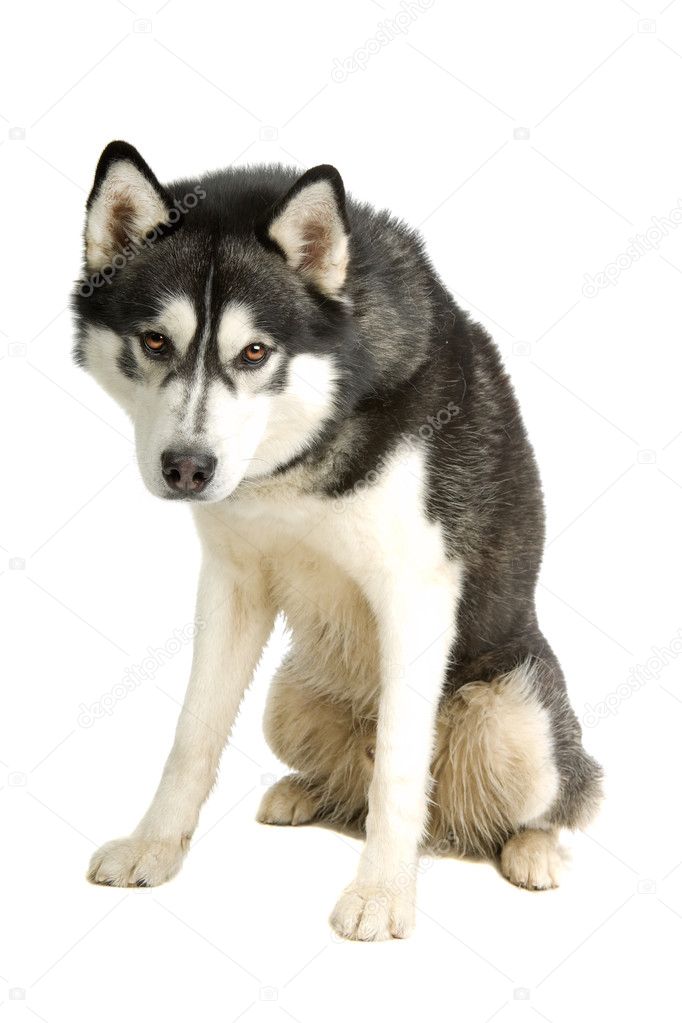 Alaska Malamute dog