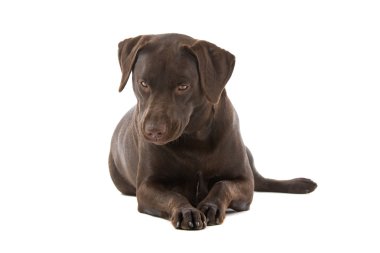 çikolata labrador