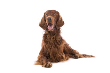 İrlandalı red setter