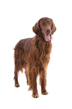 Irish Red Setter clipart