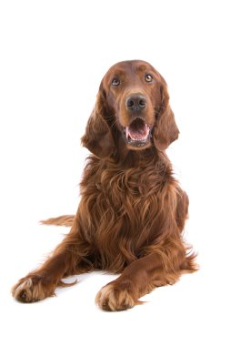 İrlandalı red setter