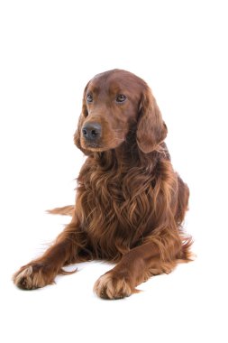 İrlandalı red setter