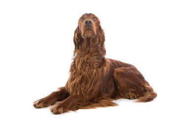 İrlandalı red setter